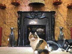 -more than meow吴止猫主题餐厅(承德 中船汇店)