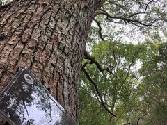 -石台牯牛降景区