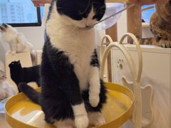 -有喵·猫咖·狗咖·30几只猫10只小狗(岗厦店)
