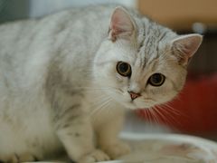 -美美宠物诊疗中心·异宠·骨科(滨江东信分院)