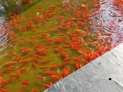 -杨柳青庄园