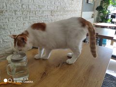-平行世界·猫咖(首经贸店)