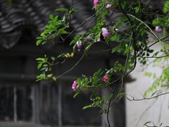 -艺圃