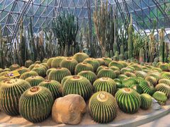 -深圳仙湖植物园