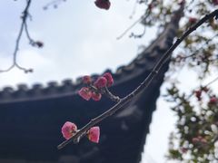 -常熟方塔园