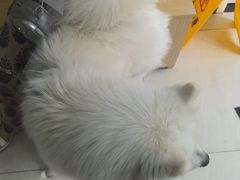-美联众合动物医院·24h京西诊疗中心