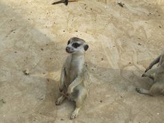 -石家庄市动物园