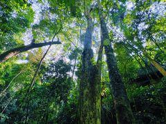 -西双版纳原始森林公园