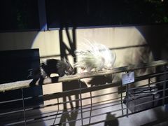 -清迈夜间动物园