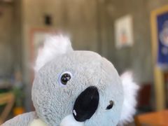 -了不起的考拉咖啡店(高新店)