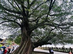 -江心屿景区