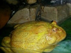 -广州长隆飞鸟乐园
