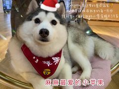 -Husky Go! 哈士奇体验馆·宠物咖啡厅狗咖