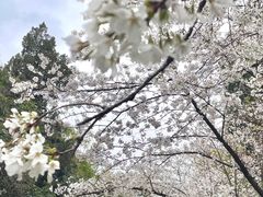 -武汉大学-樱园