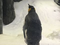 -悉尼海洋生物水族馆
