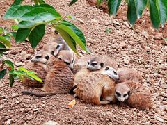 -石家庄市动物园