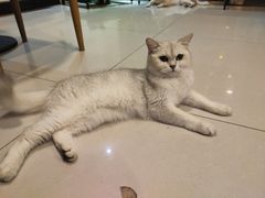 -平行世界·猫咖(首经贸店)