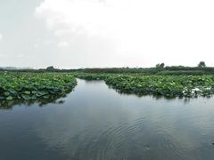 -荷塘月色湿地公园·向阳花洲