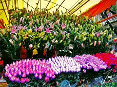 -金科花卉市场