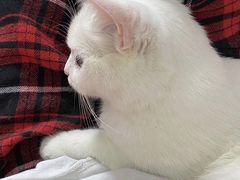 -关爱宠物医院·猫科中心·消化科(滨湖万达分院)