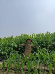-太湖雪蚕桑文化园
