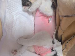 -北京观赏动物医院·24小时大型综合·猫专科·异宠专科