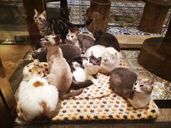 -more than meow吴止猫主题餐厅(承德 中船汇店)