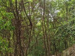 -铁山坪森林公园