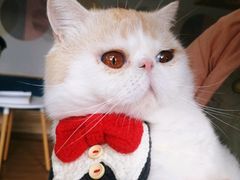 -滚猫咖啡·猫咖·猫友好撸猫(未来城店)