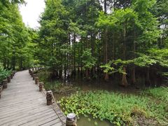 -桤木河湿地公园