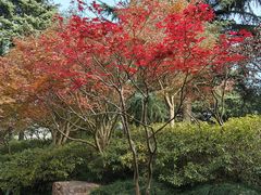 -大宁郁金香公园-停车场