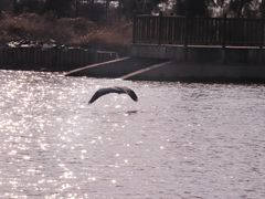 -漩门湾国家湿地公园