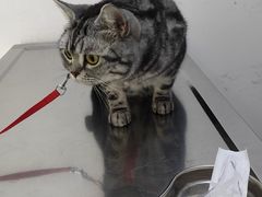 -汪喵宠物医院·骨科心脏影像·犬猫急重症ICU诊疗中心(成华分院)