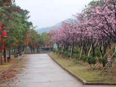 -天适樱花悠乐园