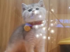 -欣宠猫屋·矮脚拿破仑·蓝金金渐层