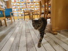 -猫的天空之城概念书店(丽江古城饮玉巷店)