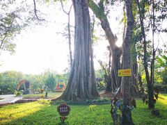 -瑞丽独树成林风景区