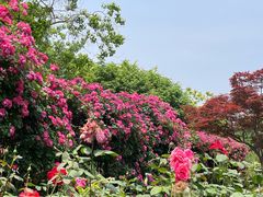 -玉兰苑一等茶餐厅