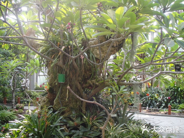 上海植物园图片