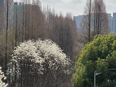 -外高桥保税区南(地铁站)