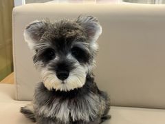 -翊宠yipet猫狗购宠庄园犬舍•猫舍