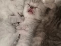 -万小咖.猫咖(中山路天虹店)