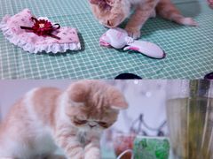 -猫大福·Fortune Cat猫舍(百子湾店)