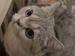 -猫色咖啡·猫咖