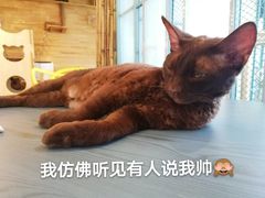 -喵屿·大理花园猫咖