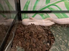 -藦茜花园宠物主题亲子互动体验馆(国顺东路店)