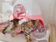 -糯米喵星人总部直营旗舰店·猫舍·幼猫出售
