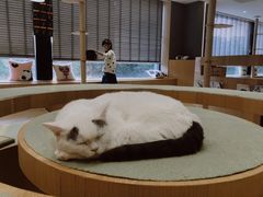 -CAT’S MEWSTAR CAFE·喵星球猫屋(晴湾咖啡店)