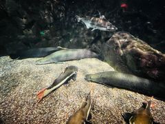 -太平洋海底世界