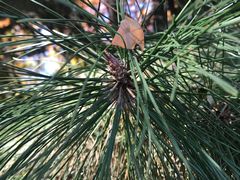 -长辛店二七公园